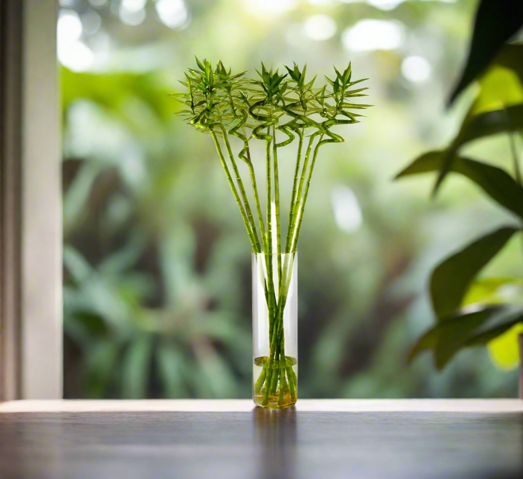 Lucky Bamboo Stick – Bundle (Dracaena sanderiana) | 1.0 m Stalks - Acacia Garden Center