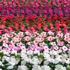 Madagascar Periwinkle (Catharanthus roseus) | 5 - 8cm - Acacia Garden Center