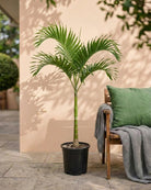 Manila Palm (Veitchia merrillii) | 2.0–2.5 m - Acacia Garden Center