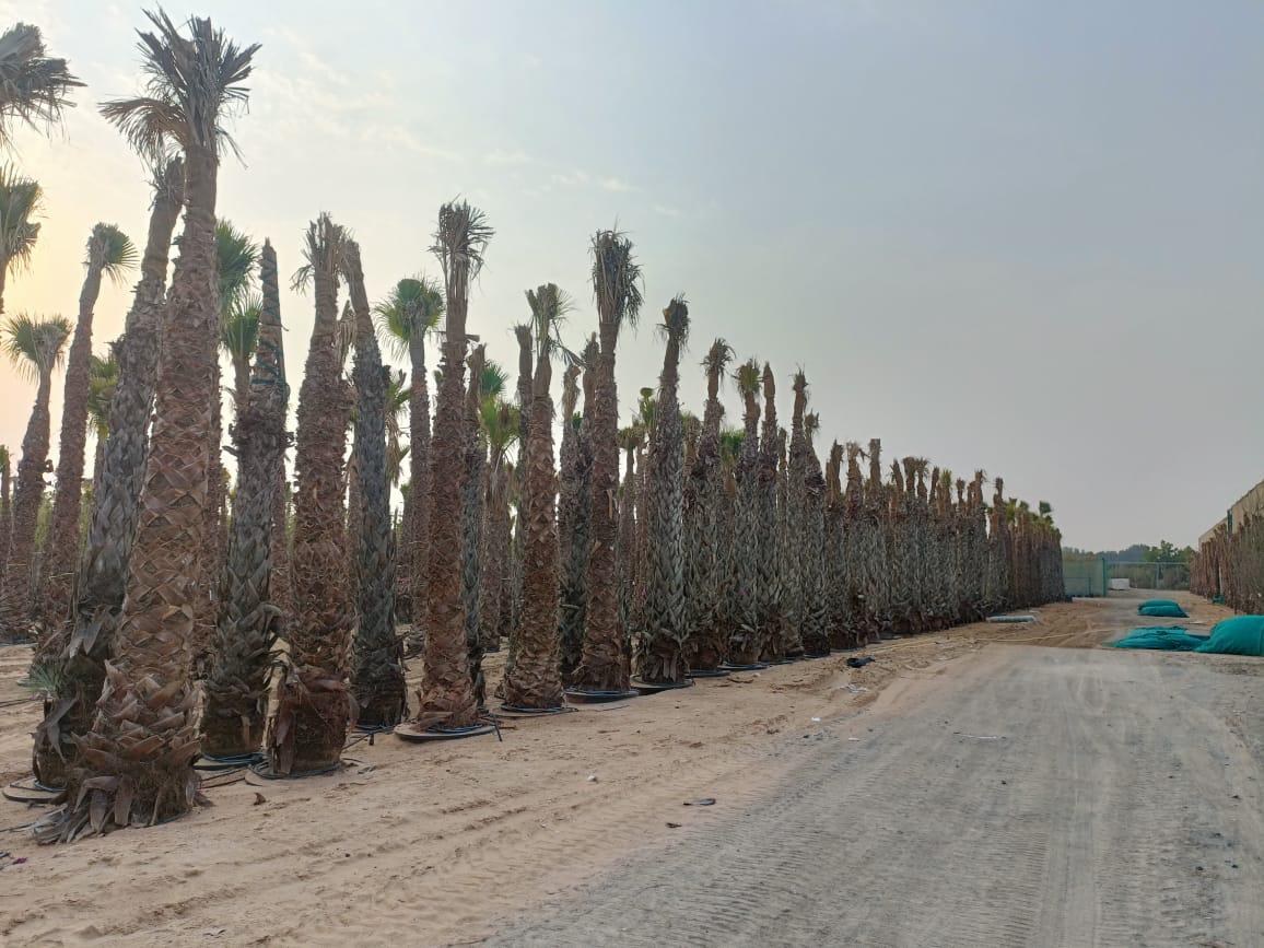 Mexican Fan Palm Tree (Washingtonia Robusta) - Acacia Garden Center