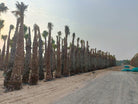 Mexican Fan Palm (Washingtonia robusta) | 2.0–5.0 m - Acacia Garden Center