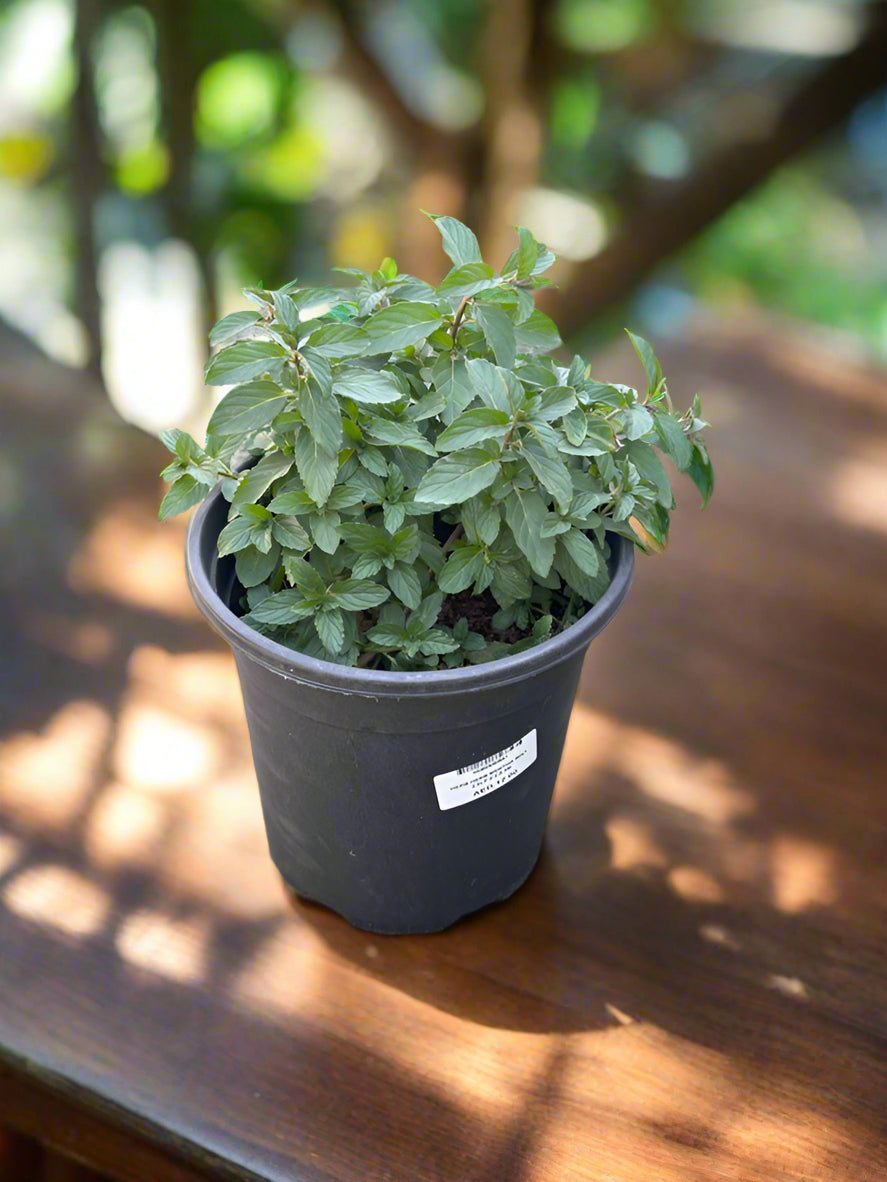 Mint (Mentha) | Fresh Herb, 20–30 cm - Acacia Garden Center