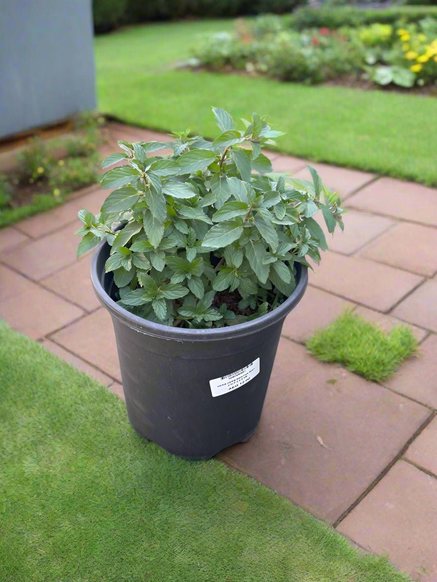 Mint (Mentha) | Fresh Herb, 20–30 cm - Acacia Garden Center