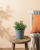 Mint (Mentha) | Fresh Herb, 20–30 cm - Acacia Garden Center