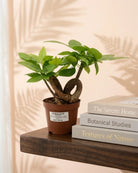 Money Tree – Heart Shape (Pachira aquatica) | Trained Trunk, 10–15 cm - Acacia Garden Center