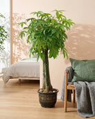 Money Tree – Natural Trunk (Pachira aquatica) | Floor Plant, 1.2–1.5 m - Acacia Garden Center