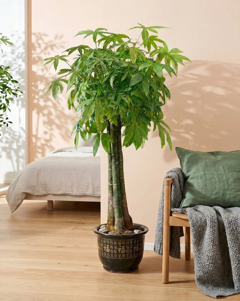 money tree natural Money Tree – Natural Trunk (Pachira aquatica)