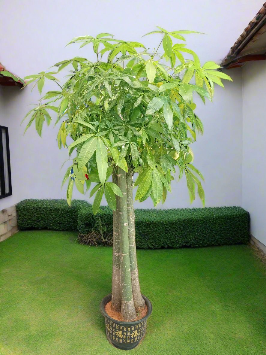 Money Tree – Natural Trunk (Pachira aquatica) | Floor Plant, 1.2–1.5 m - Acacia Garden Center