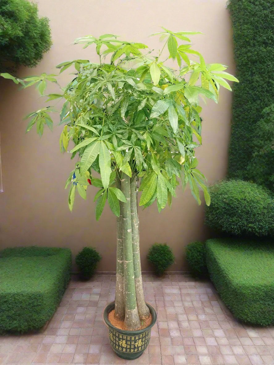 Money Tree – Natural Trunk (Pachira aquatica) | Floor Plant, 1.2–1.5 m - Acacia Garden Center