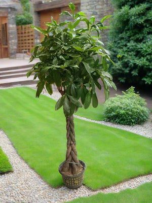 Money Tree (Pachira) Twisted | 1.3 - 1.5 m - Acacia Garden Center