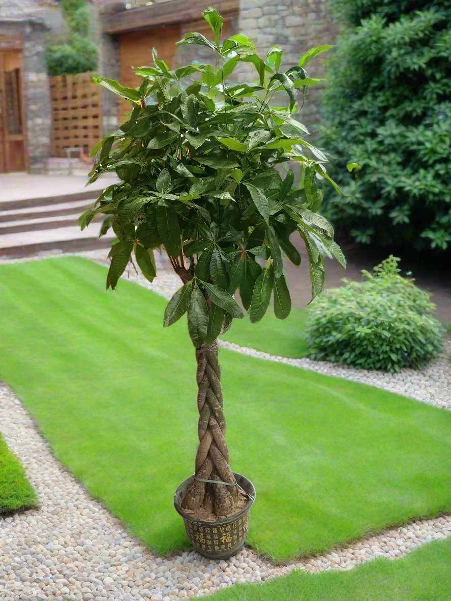 Money Tree (Pachira) Twisted | 1.3 - 1.5 m - Acacia Garden Center