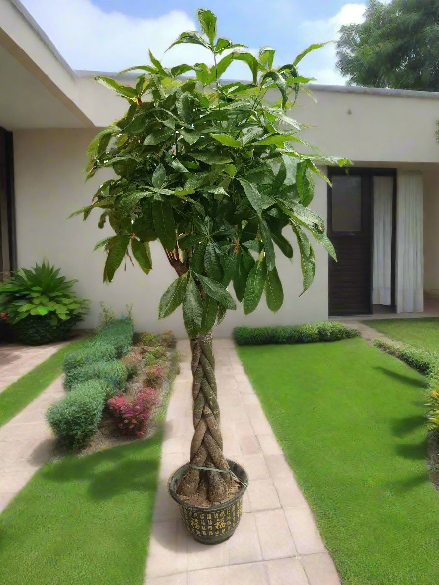 Money Tree (Pachira) Twisted | 1.3 - 1.5 m - Acacia Garden Center