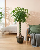 Money Tree – Twisted Trunk (Pachira aquatica) | Floor Plant, 1.3–1.5 m - Acacia Garden Center