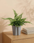 Narrow Sword Fern (Nephrolepis Cordifolia) 40 - 50cm - Acacia Garden Center