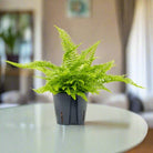 Narrow Sword Fern (Nephrolepis Cordifolia) 40 - 50cm - Acacia Garden Center