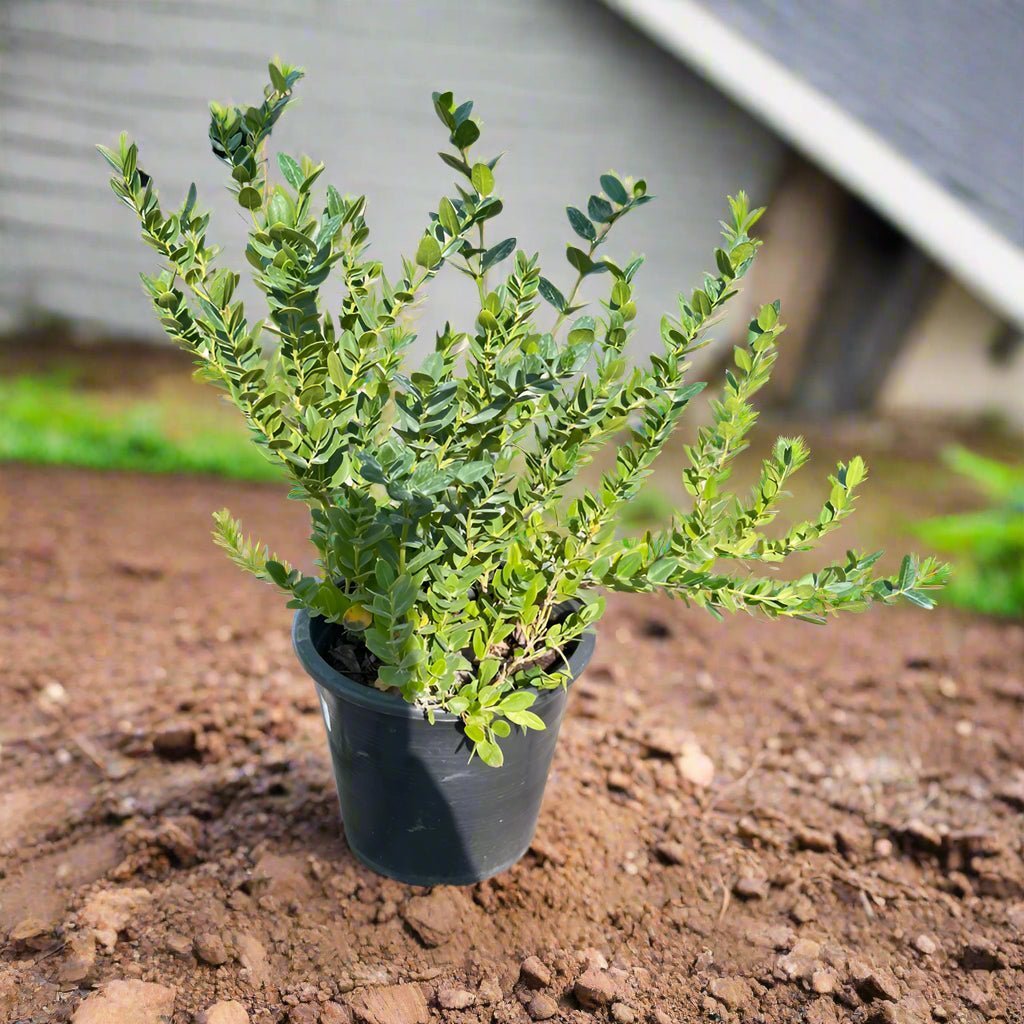 Natal Plum (Carissa grandiflora) | Ground Cover, 40–50 cm - Acacia Garden Center