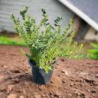 Natal Plum (Carissa grandiflora) | Ground Cover, 40–50 cm - Acacia Garden Center