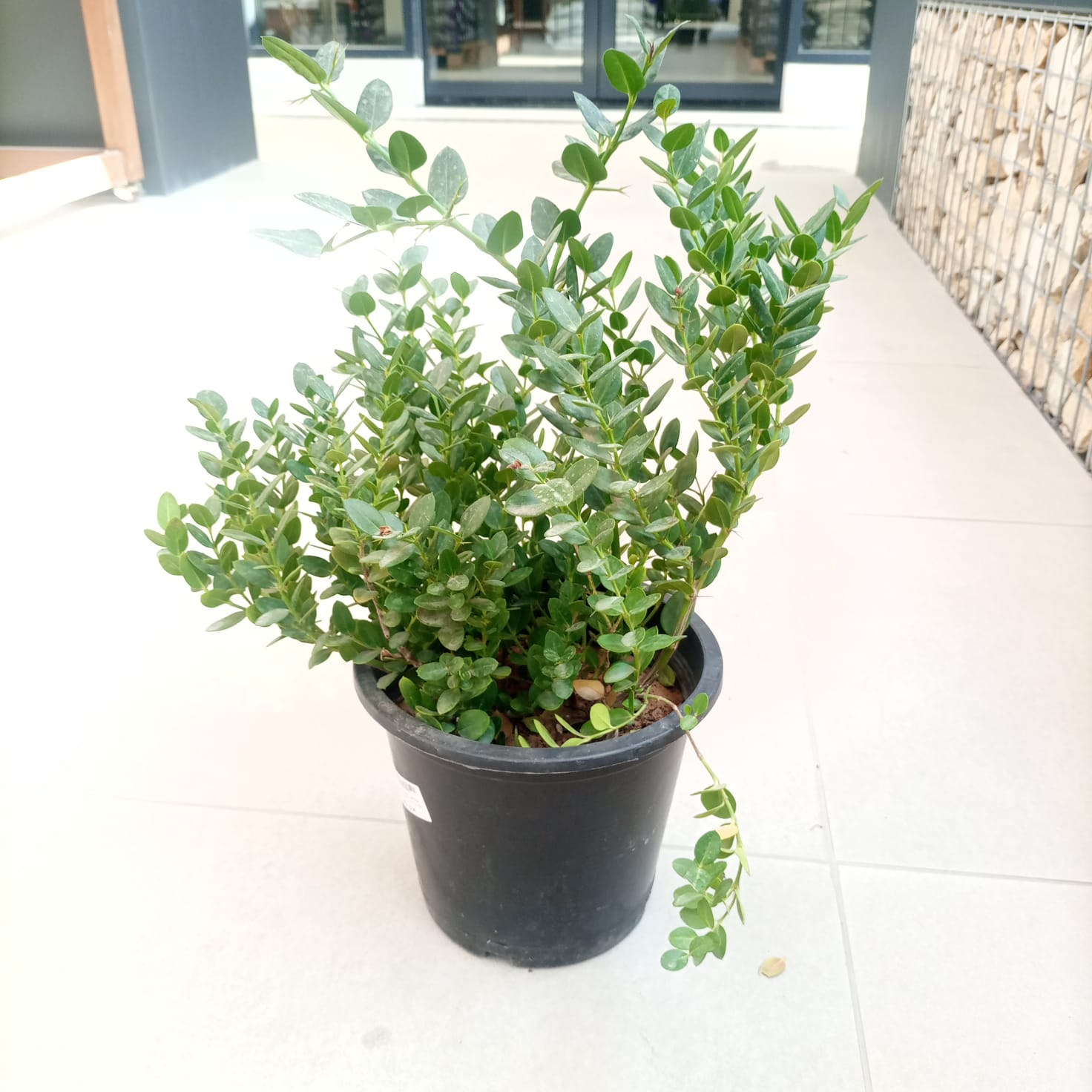 Natal Plum (Carissa grandiflora) | Ground Cover, 40–50 cm - Acacia Garden Center
