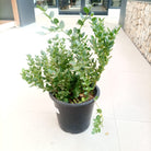 Natal Plum (Carissa grandiflora) | Ground Cover, 40–50 cm - Acacia Garden Center