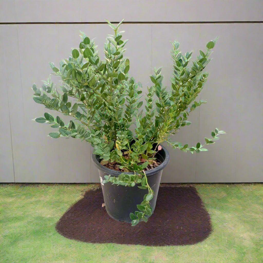 Natal Plum (Carissa grandiflora) | Ground Cover, 40–50 cm - Acacia Garden Center
