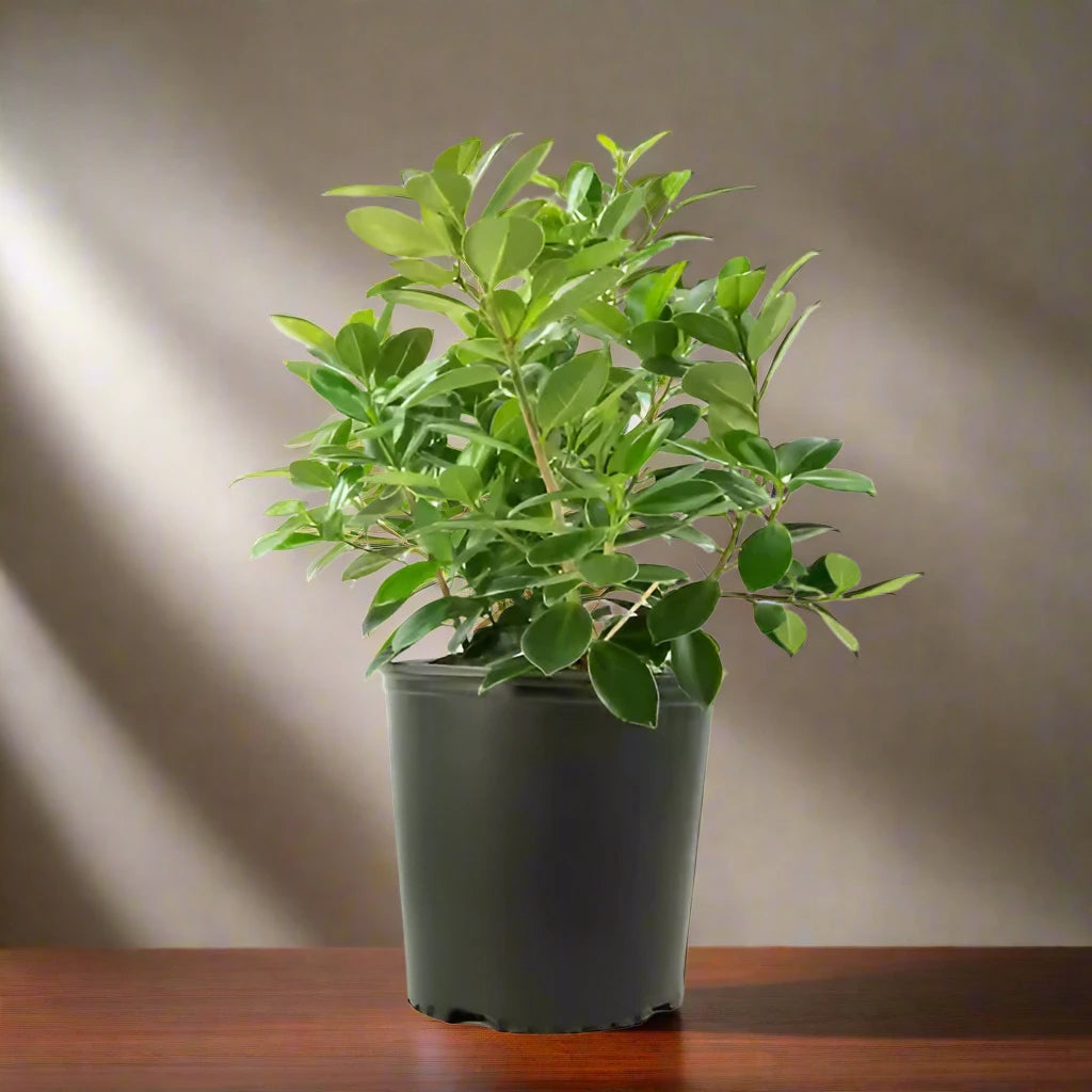 شجرة فيكوس باندا (Ficus Retusa) نوع F، 1PP، 5LP، 30-40 سم