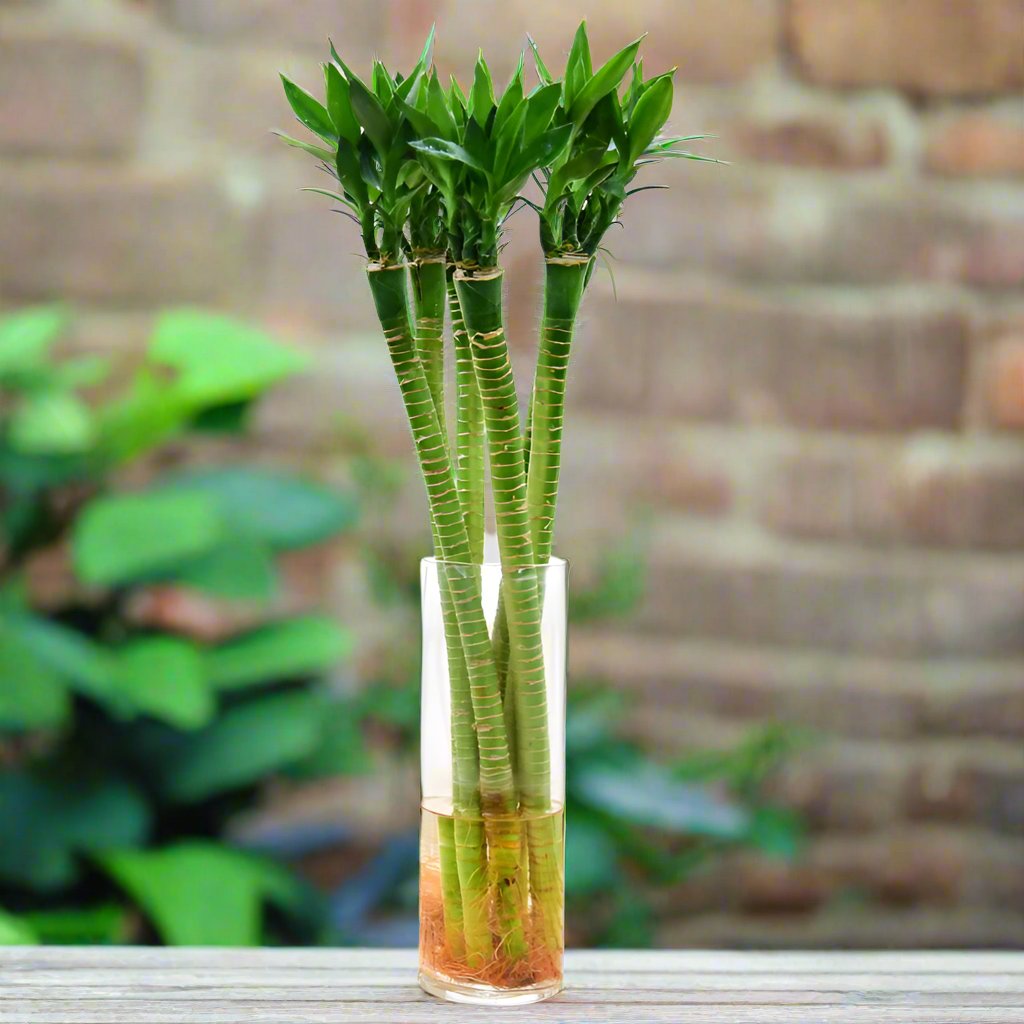 Lotus Bamboo Stick (Tiger Lucky Bamboo) 60-70cm