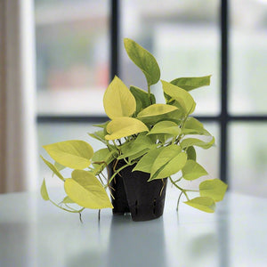 Neon Pothus (Pothus money plant) | 10 - 15cm - Acacia Garden Center