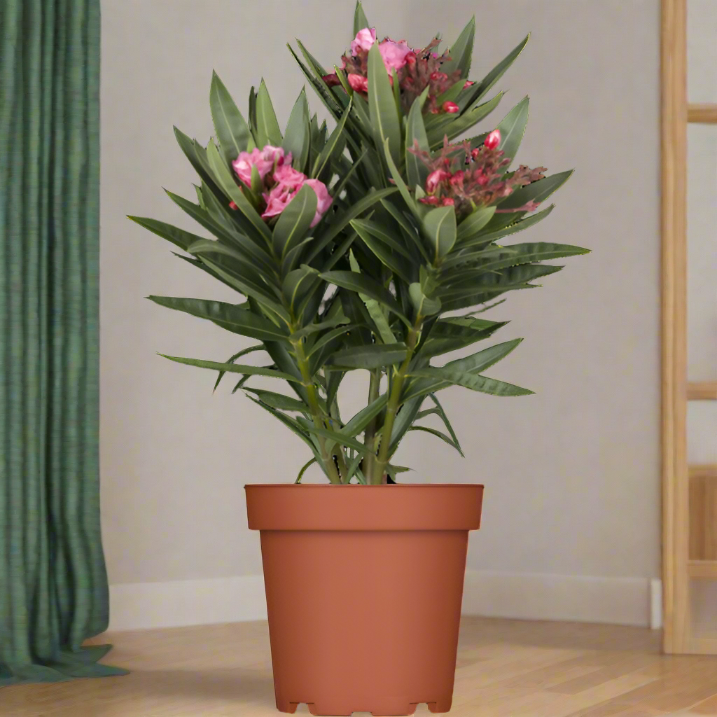 Shrub Nerium Oleander Petite Pink, 2L - 50-70cm