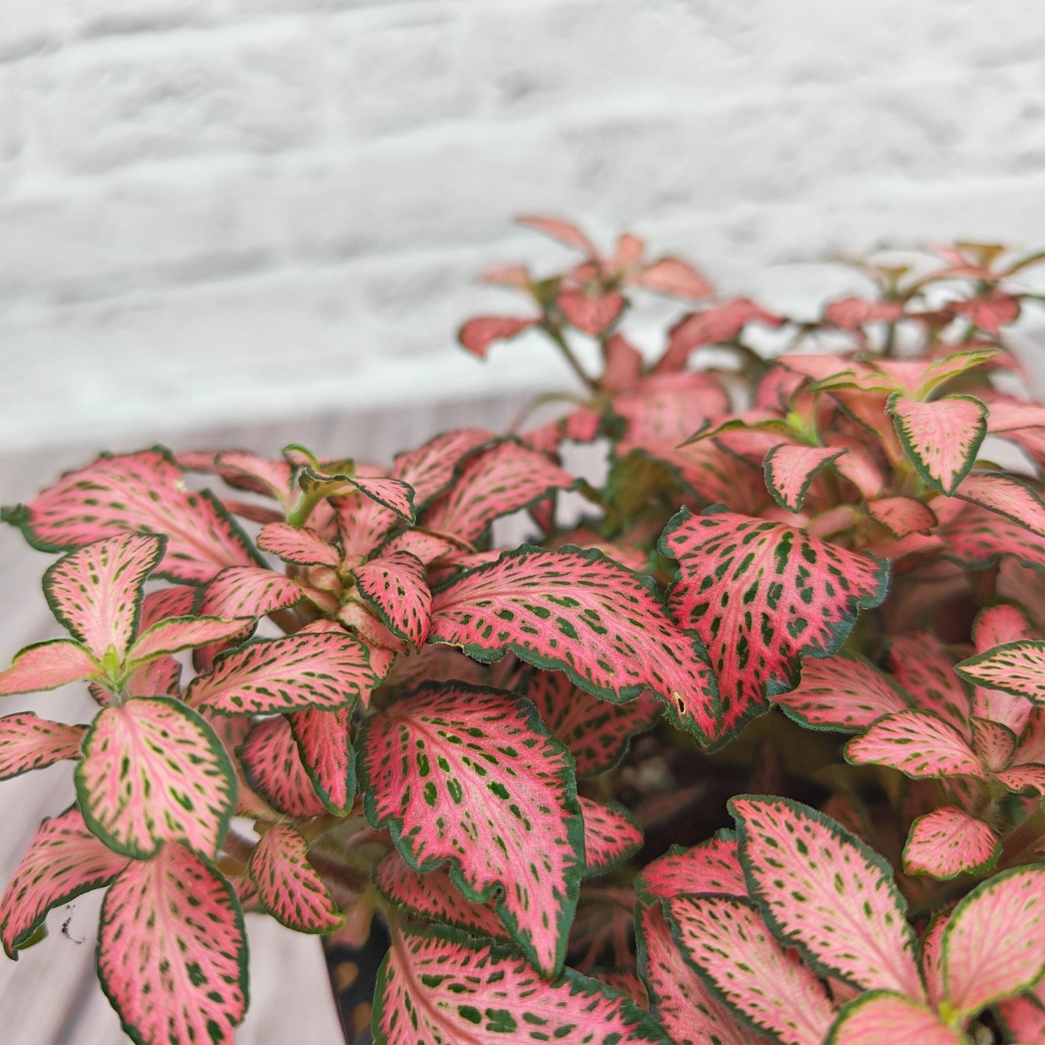 Nerve Plant (Fittonia albivenis) Mixed Colors | 10 - 15 cm - Acacia Garden Center