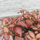 Nerve Plant (Fittonia albivenis) Mixed Colors | 10 - 15 cm - Acacia Garden Center