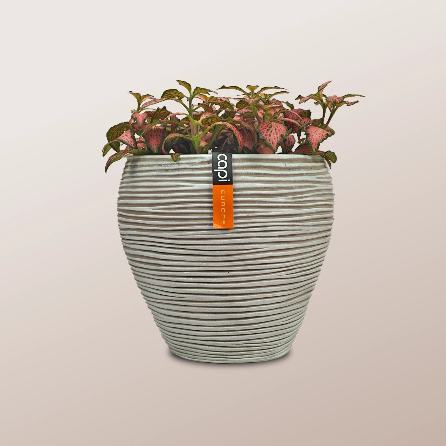 Nerve Plant (Fittonia albivenis) Mixed Colors | 10 - 15 cm - Acacia Garden Center