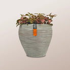 Nerve Plant (Fittonia albivenis) Mixed Colors | 10 - 15 cm - Acacia Garden Center