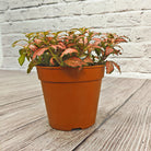 Nerve Plant (Fittonia albivenis) Mixed Colors | 10 - 15 cm - Acacia Garden Center
