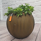 Nerve Plant (Fittonia albivenis) Mixed Colors | 10 - 15 cm - Acacia Garden Center