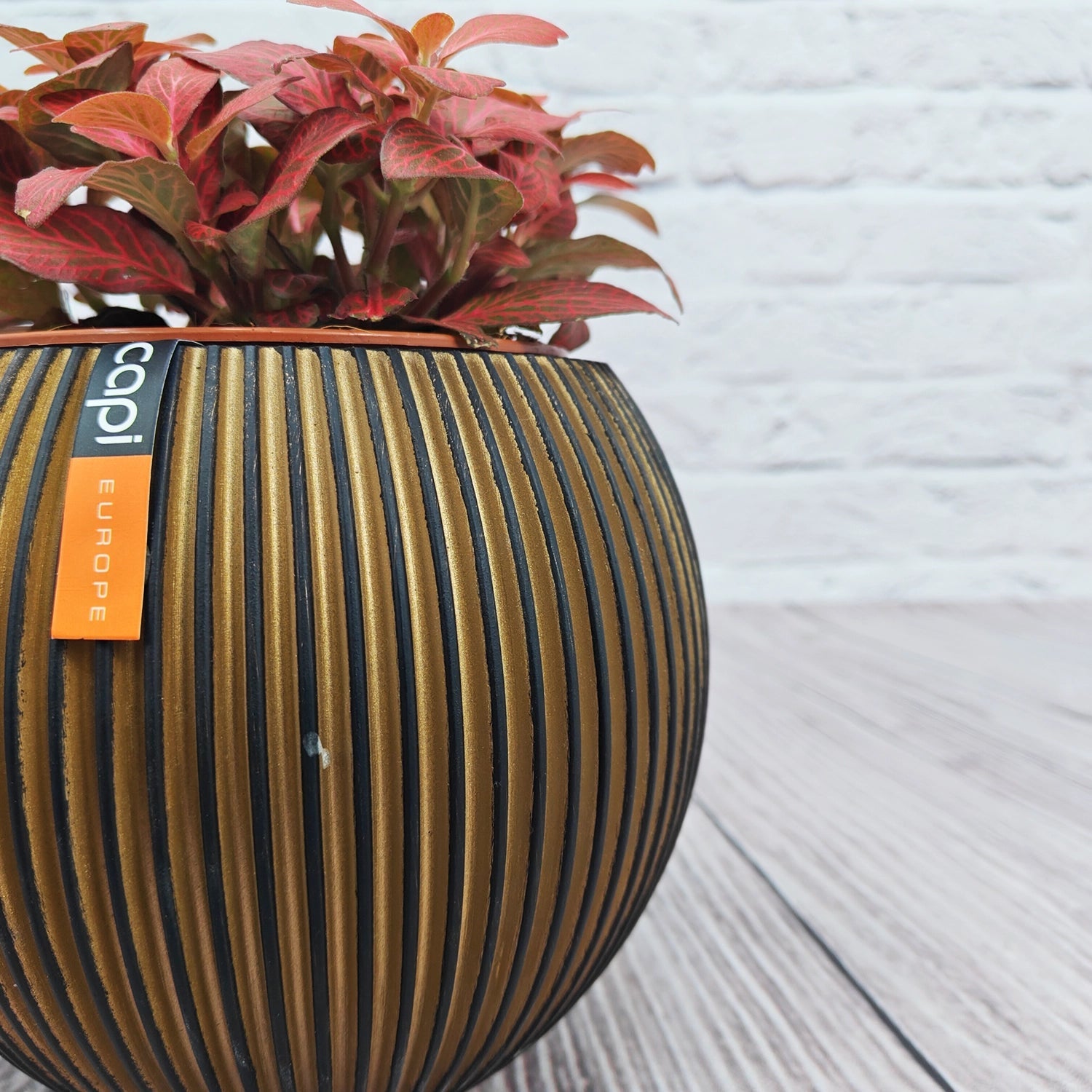 Nerve Plant (Fittonia albivenis) Mixed Colors | 10 - 15 cm - Acacia Garden Center