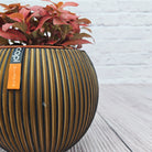 Nerve Plant (Fittonia albivenis) Mixed Colors | 10 - 15 cm - Acacia Garden Center