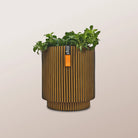 Nerve Plant (Fittonia albivenis) Mixed Colors | 10 - 15 cm - Acacia Garden Center