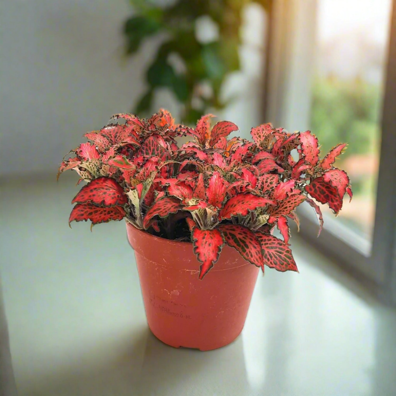 Nerve Plant (Fittonia albivenis) Mixed Colors | 10 - 15 cm - Acacia Garden Center