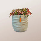 Nerve Plant (Fittonia albivenis) Mixed Colors | 10 - 15 cm - Acacia Garden Center