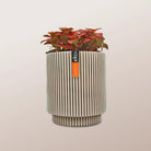 Nerve Plant (Fittonia albivenis) Mixed Colors | 10 - 15 cm - Acacia Garden Center