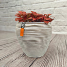 Nerve Plant (Fittonia albivenis) Mixed Colors | 10 - 15 cm - Acacia Garden Center