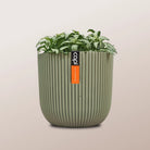 Nerve Plant (Fittonia albivenis) Mixed Colors | 10 - 15 cm - Acacia Garden Center
