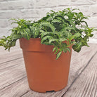 Nerve Plant (Fittonia albivenis) Mixed Colors | 10 - 15 cm - Acacia Garden Center