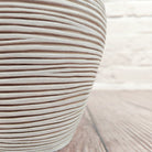 Nerve Plant (Fittonia albivenis) Mixed Colors | 10 - 15 cm - Acacia Garden Center