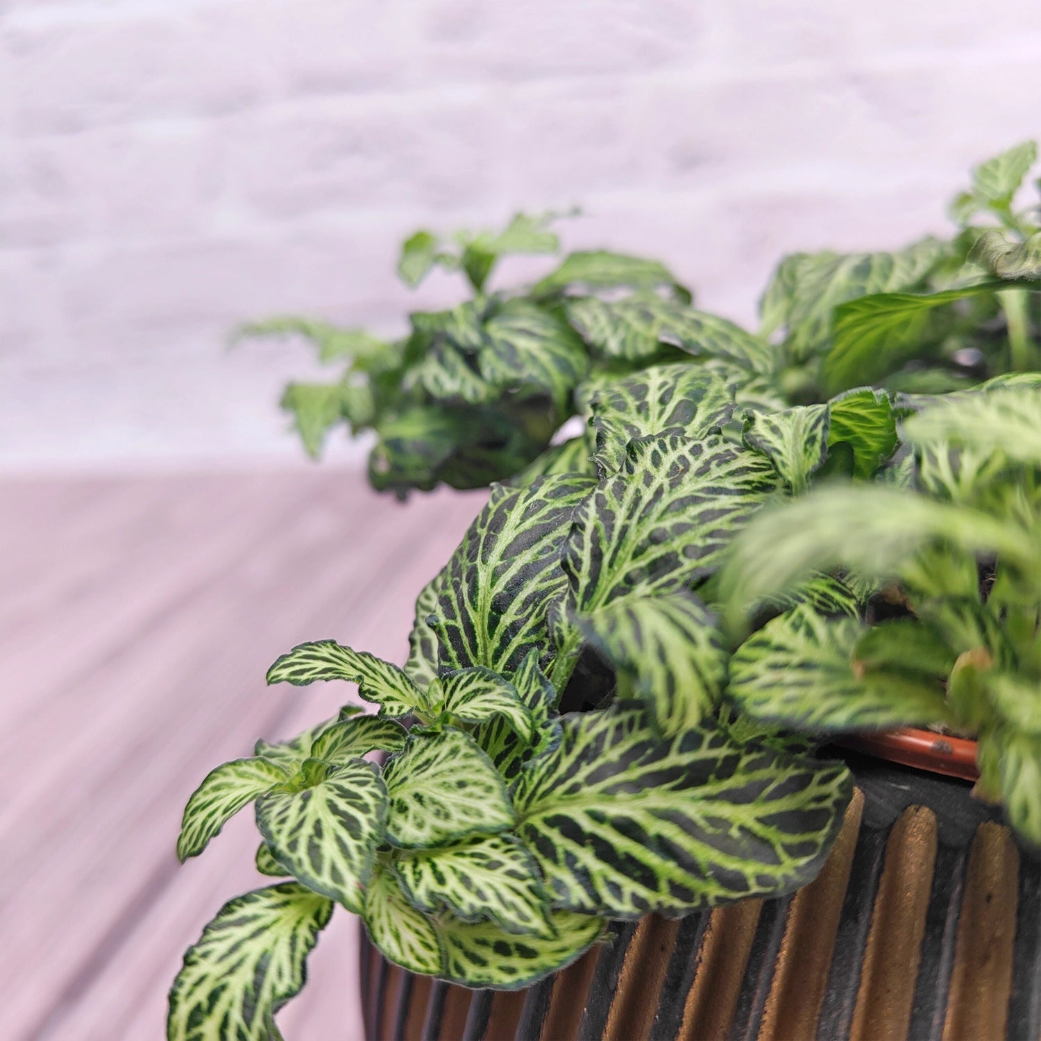 Nerve Plant (Fittonia albivenis) Mixed Colors | 10 - 15 cm - Acacia Garden Center