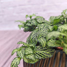 Nerve Plant (Fittonia albivenis) Mixed Colors | 10 - 15 cm - Acacia Garden Center