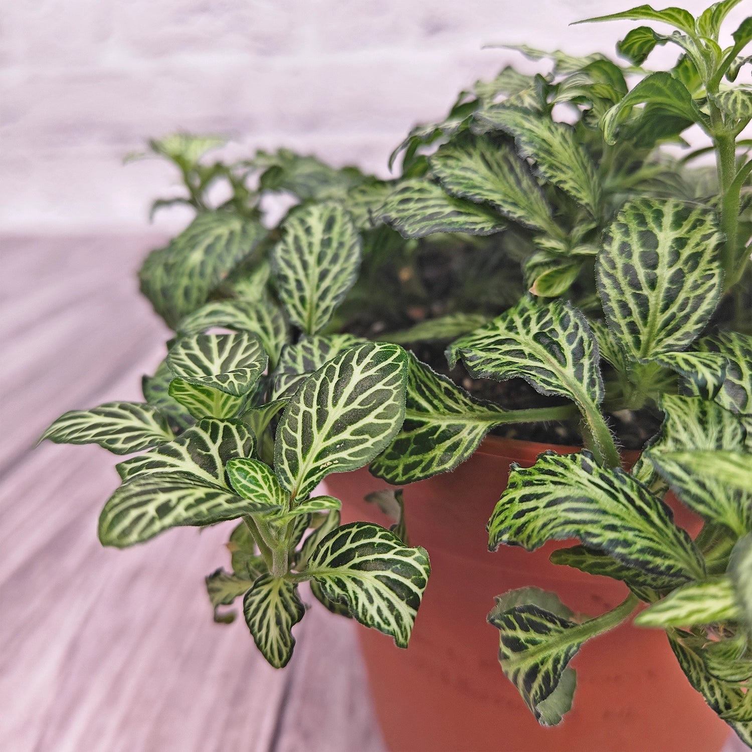 Nerve Plant (Fittonia albivenis) Mixed Colors | 10 - 15 cm - Acacia Garden Center