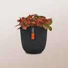 Nerve Plant (Fittonia albivenis) Mixed Colors | 10 - 15 cm - Acacia Garden Center