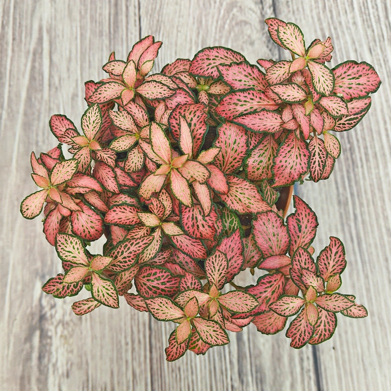 Nerve Plant (Fittonia albivenis) Mixed Colors | 10 - 15 cm - Acacia Garden Center