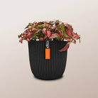 Nerve Plant (Fittonia albivenis) Mixed Colors | 10 - 15 cm - Acacia Garden Center